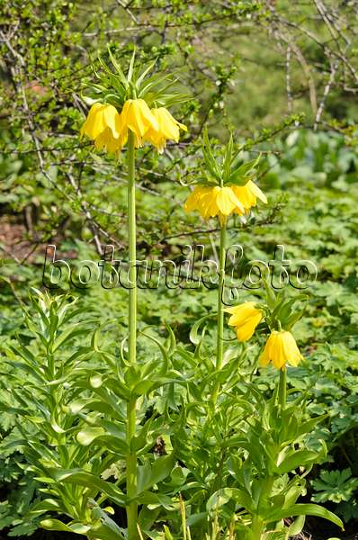519151 - Crown imperial (Fritillaria imperialis 'Lutea')
