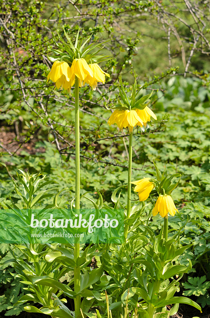 519151 - Crown imperial (Fritillaria imperialis 'Lutea')