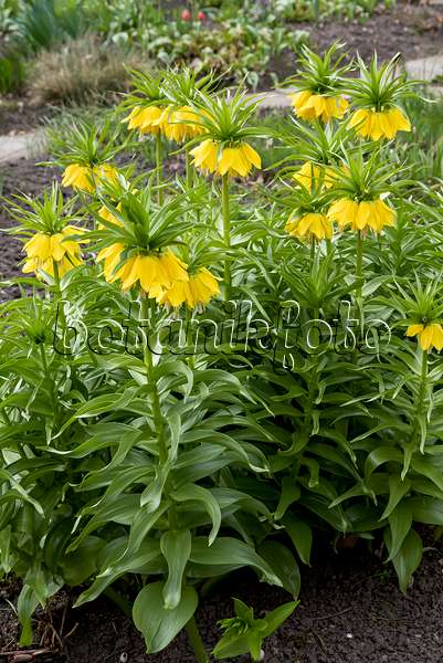 651283 - Crown imperial (Fritillaria imperialis 'Lutea')