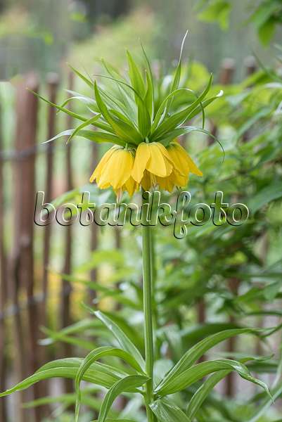 651284 - Crown imperial (Fritillaria imperialis 'Lutea')