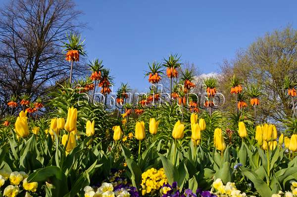 483251 - Crown imperial (Fritillaria imperialis), tulips (Tulipa) and garden pansy (Viola x wittrockiana)