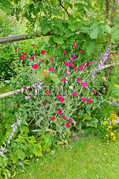 474136 - Crown pink (Lychnis coronaria syn. Silene coronaria), bellflower (Campanula) and grape vine (Vitis vinifera)