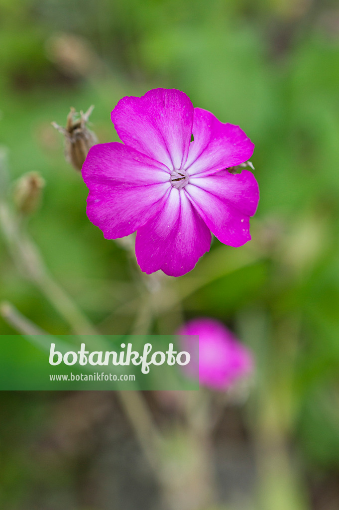 512014 - Crown pink (Lychnis coronaria syn. Silene coronaria)