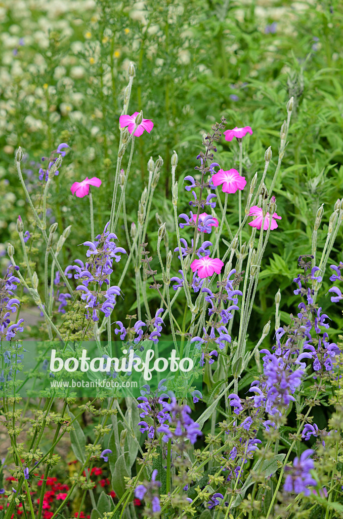 521194 - Crown pink (Lychnis coronaria syn. Silene coronaria) and meadow clary (Salvia pratensis 'Mittsommer')