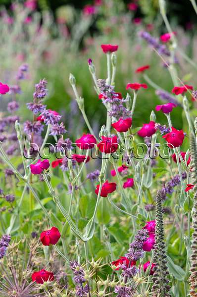 522025 - Crown pink (Lychnis coronaria syn. Silene coronaria) and whorled sage (Salvia verticillata)