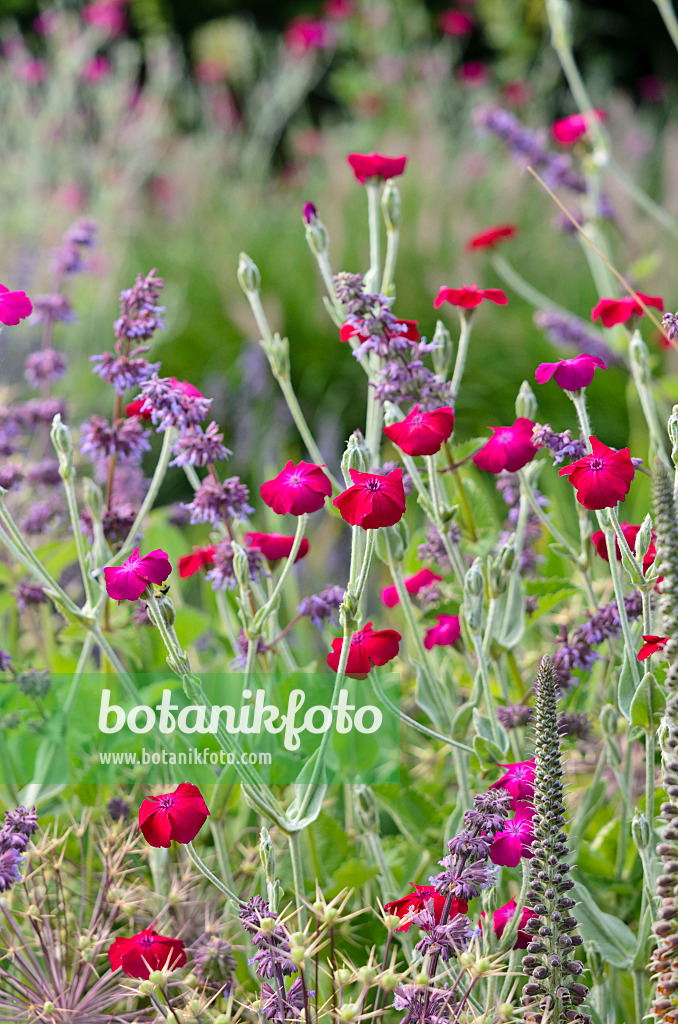 522025 - Crown pink (Lychnis coronaria syn. Silene coronaria) and whorled sage (Salvia verticillata)