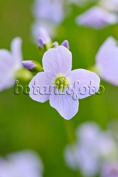 483240 - Cuckoo flower (Cardamine pratensis)