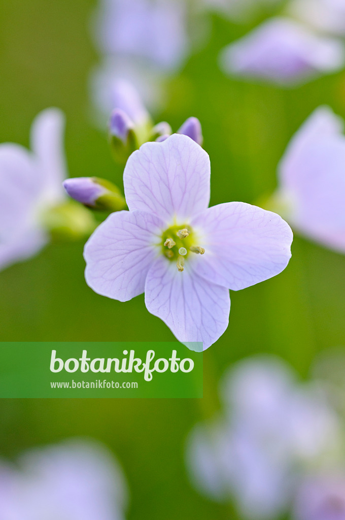 483240 - Cuckoo flower (Cardamine pratensis)