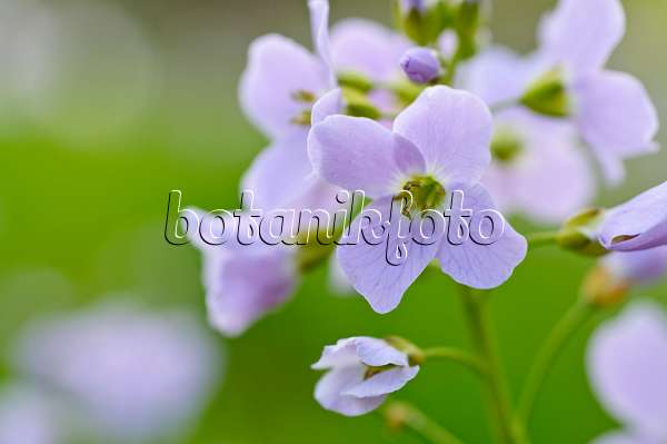 483241 - Cuckoo flower (Cardamine pratensis)