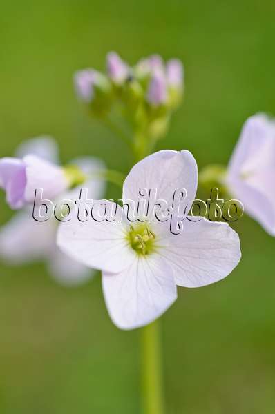 507058 - Cuckoo flower (Cardamine pratensis)
