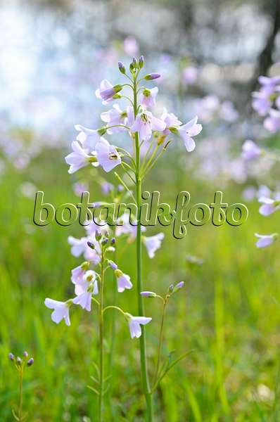 507081 - Cuckoo flower (Cardamine pratensis)