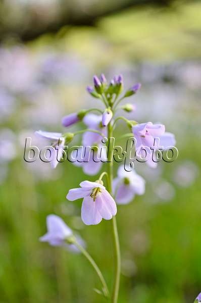 507082 - Cuckoo flower (Cardamine pratensis)