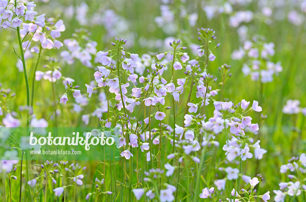 507083 - Cuckoo flower (Cardamine pratensis)