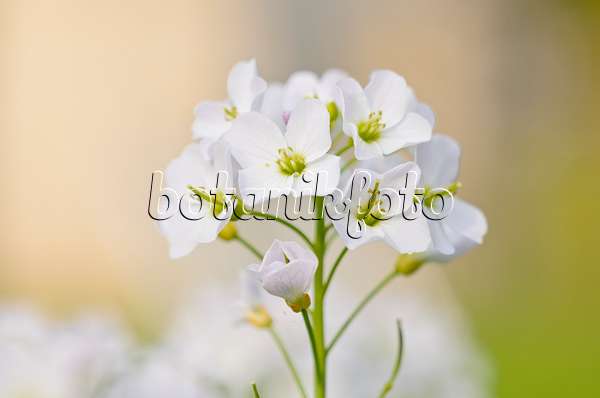 531075 - Cuckoo flower (Cardamine pratensis)
