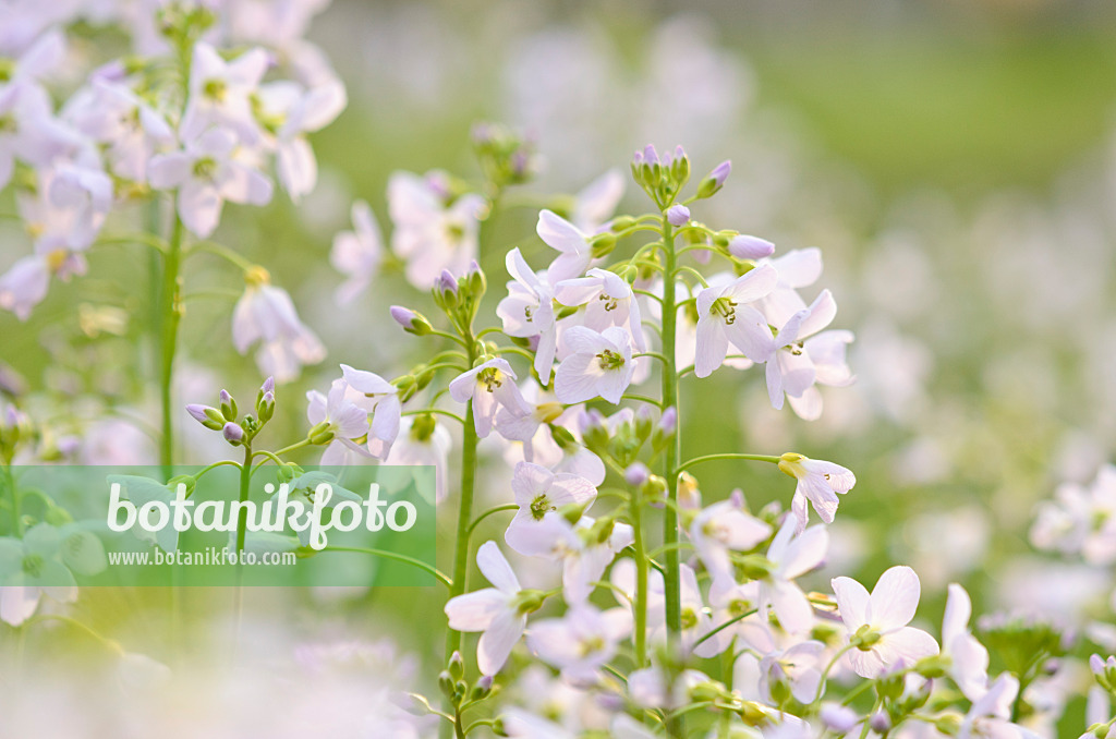 531080 - Cuckoo flower (Cardamine pratensis)