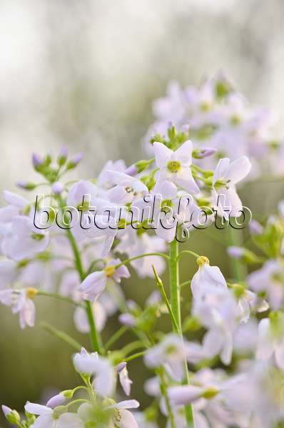 531082 - Cuckoo flower (Cardamine pratensis)