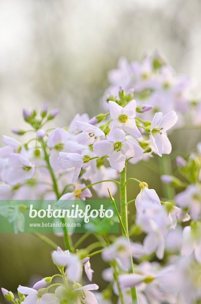 531082 - Cuckoo flower (Cardamine pratensis)