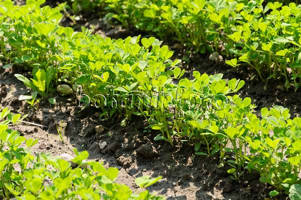 484280 - Cultivated fenugreek (Trigonella foenum-graecum)