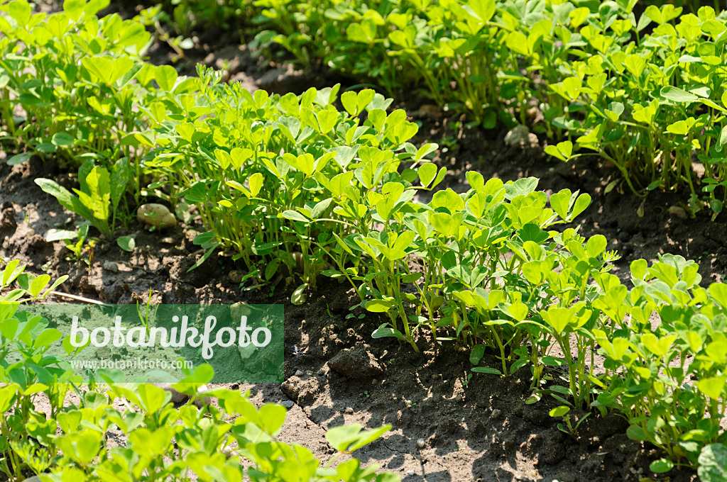 484280 - Cultivated fenugreek (Trigonella foenum-graecum)