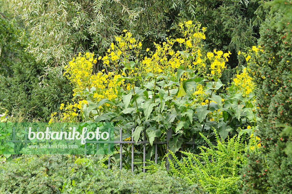 475127 - Cup plant (Silphium perfoliatum)