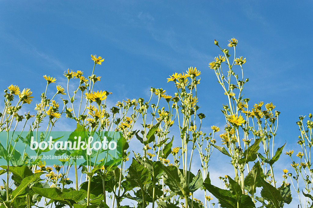 511186 - Cup plant (Silphium perfoliatum)