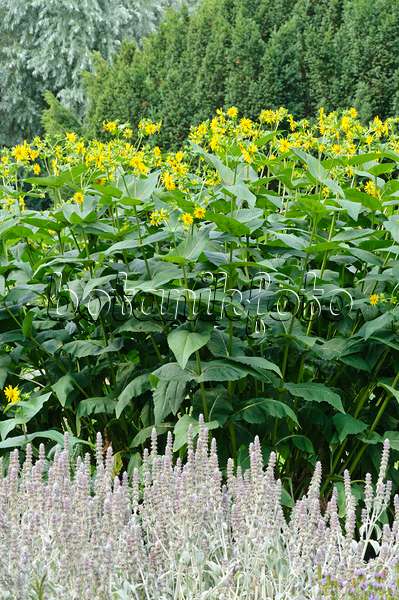 486119 - Cup plant (Silphium perfoliatum) and lamb's ears (Stachys byzantina)