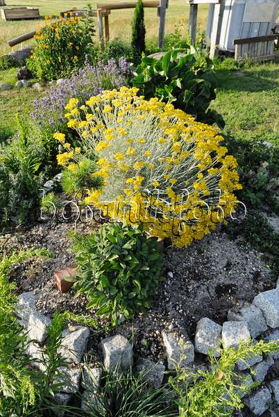 534140 - Curry plant (Helichrysum italicum)