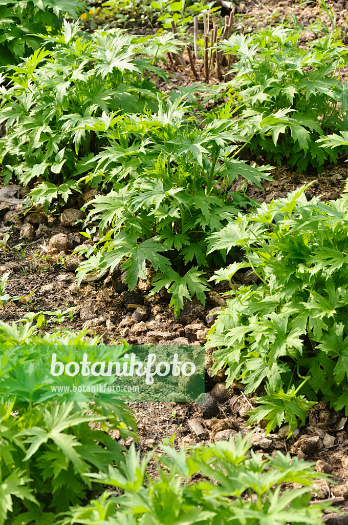 487016 - Cut back larkspur (Delphinium) fertilized with horse manure