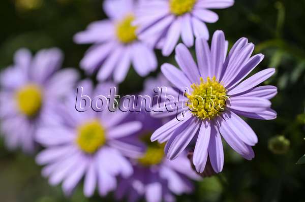 496381 - Cut-leaved daisy (Brachyscome multifida 'Brasco Violet')