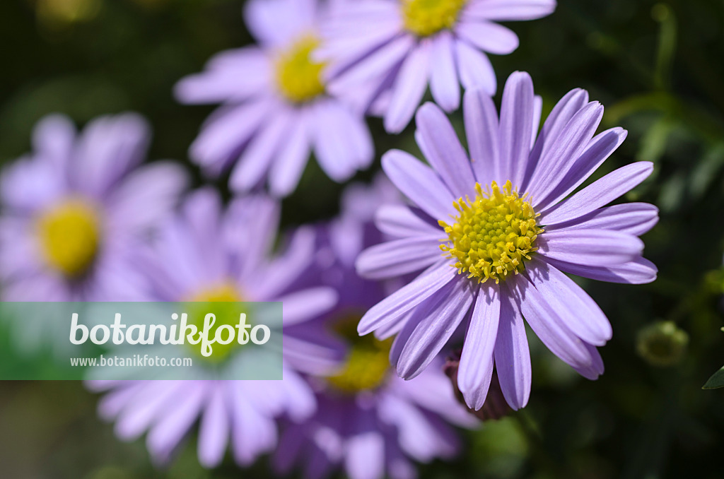 496381 - Cut-leaved daisy (Brachyscome multifida 'Brasco Violet')