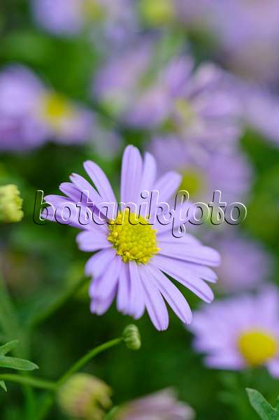 484107 - Cut-leaved daisy (Brachyscome multifida 'Delight')