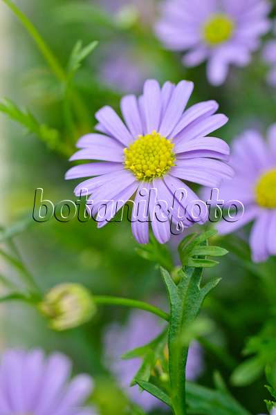 484108 - Cut-leaved daisy (Brachyscome multifida 'Delight')