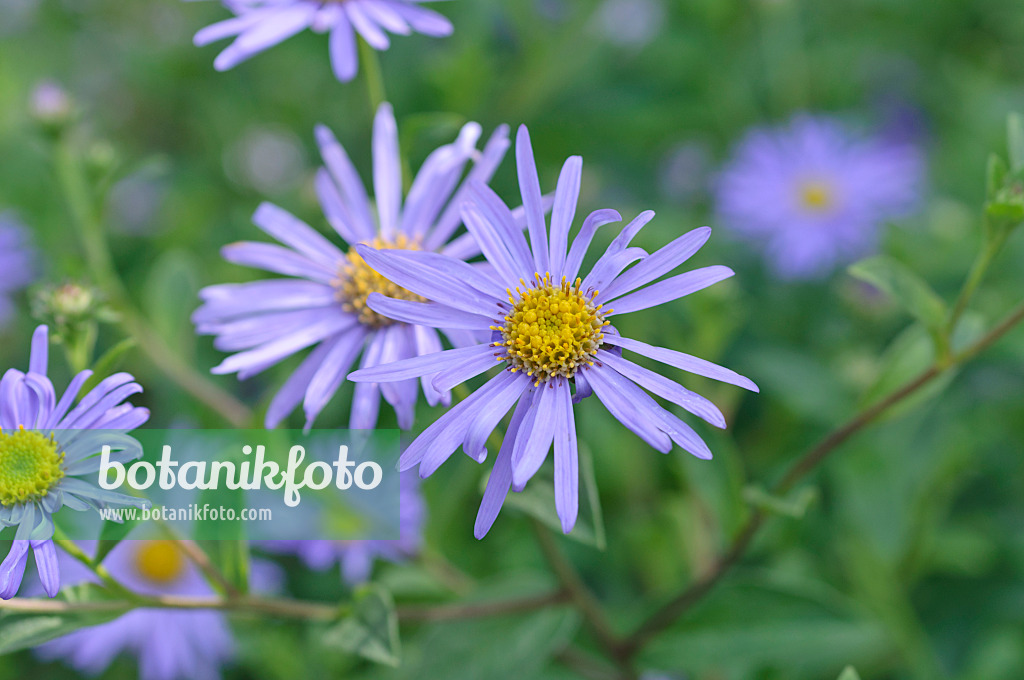 487229 - Cut-leaved daisy (Brachyscome multifida 'Harmony')