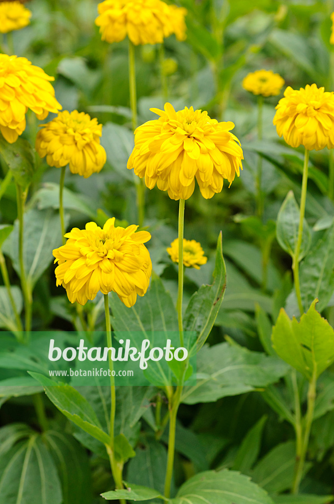 475134 - Cutleaf cone flower (Rudbeckia laciniata 'Goldquelle')