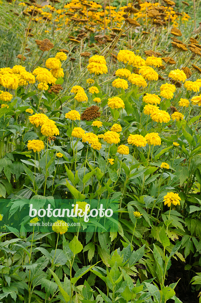 475135 - Cutleaf cone flower (Rudbeckia laciniata 'Goldquelle')