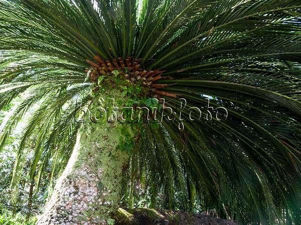 434390 - Cycad (Macrozamia moorei) with mighty trunk and wide crown
