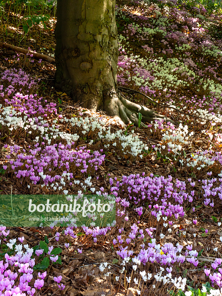 441162 - Cyclamen à feuilles de lierre (Cyclamen hederifolium syn. Cyclamen neapolitanum)