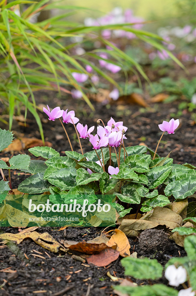 525113 - Cyclamen à feuilles de lierre (Cyclamen hederifolium syn. Cyclamen neapolitanum)