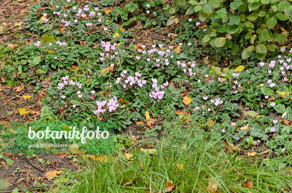 525312 - Cyclamen à feuilles de lierre (Cyclamen hederifolium syn. Cyclamen neapolitanum)