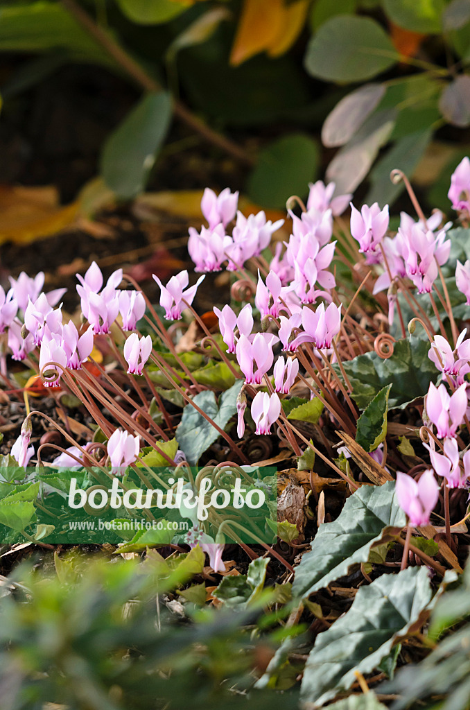 525437 - Cyclamen à feuilles de lierre (Cyclamen hederifolium syn. Cyclamen neapolitanum)