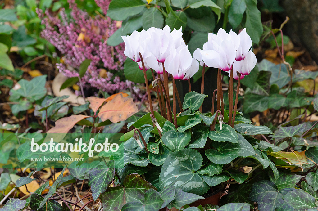 466030 - Cyclamen de Perse (Cyclamen persicum) et lierre grimpant (Hedera helix)