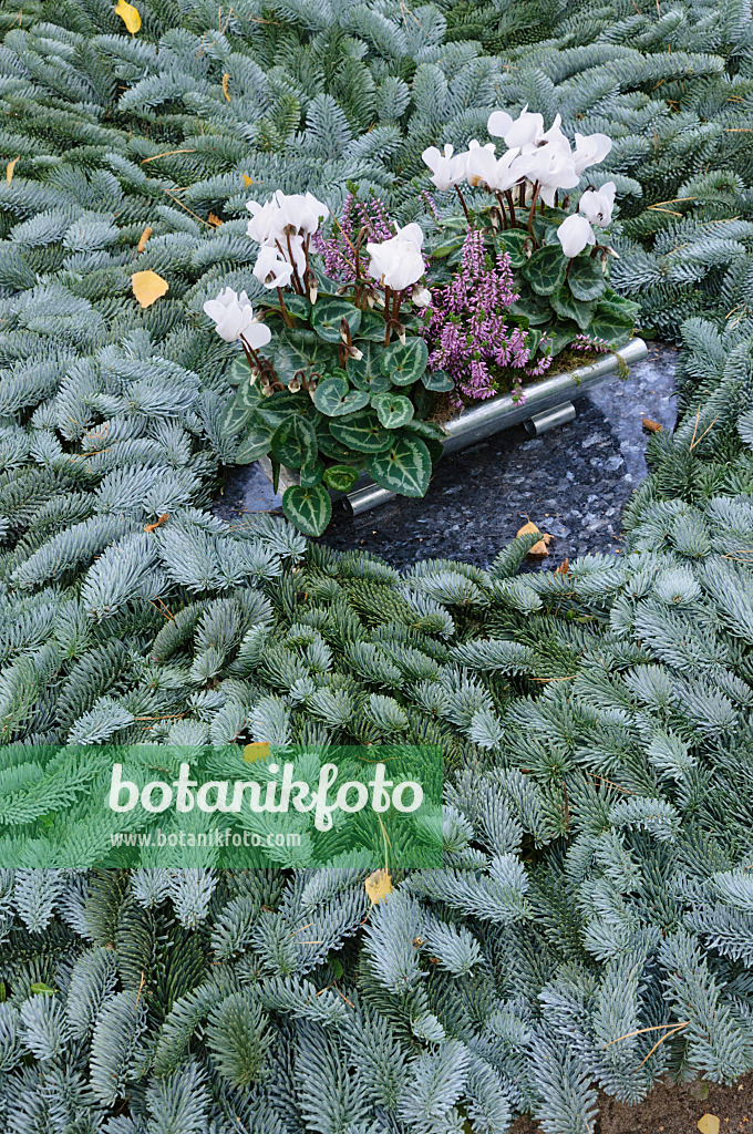 466028 - Cyclamen de Perse (Cyclamen persicum) sur une tombe couverte de branches de sapin