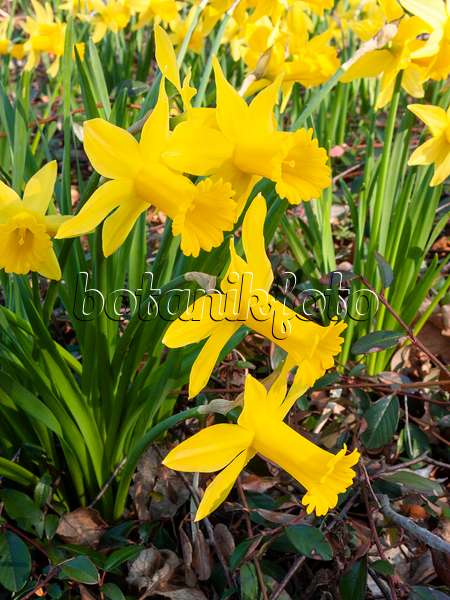 400084 - Cyclamen-flowered daffodil (Narcissus cyclamineus 'Peeping Tom')
