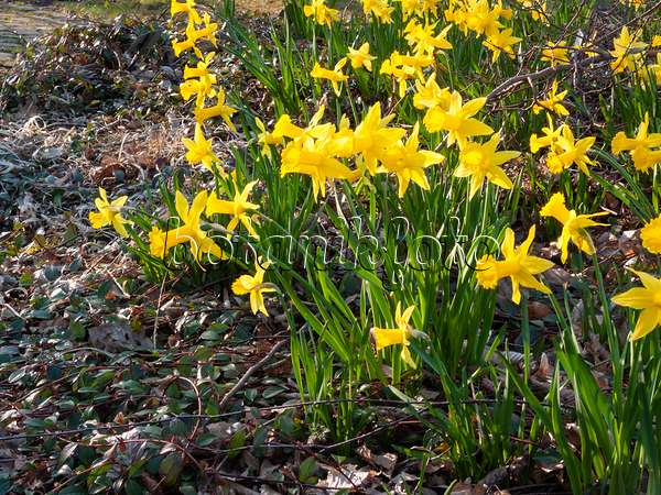 400085 - Cyclamen-flowered daffodil (Narcissus cyclamineus 'Peeping Tom')