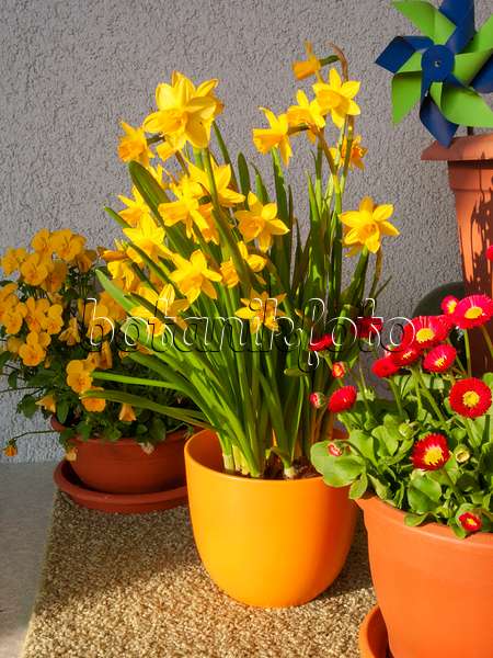 400104 - Cyclamen-flowered daffodil (Narcissus cyclamineus 'Tête à Tête')