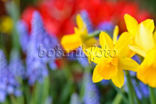 471123 - Cyclamen-flowered daffodil (Narcissus cyclamineus 'Tête à Tête')