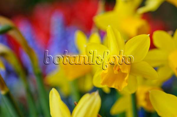 471124 - Cyclamen-flowered daffodil (Narcissus cyclamineus 'Tête à Tête')