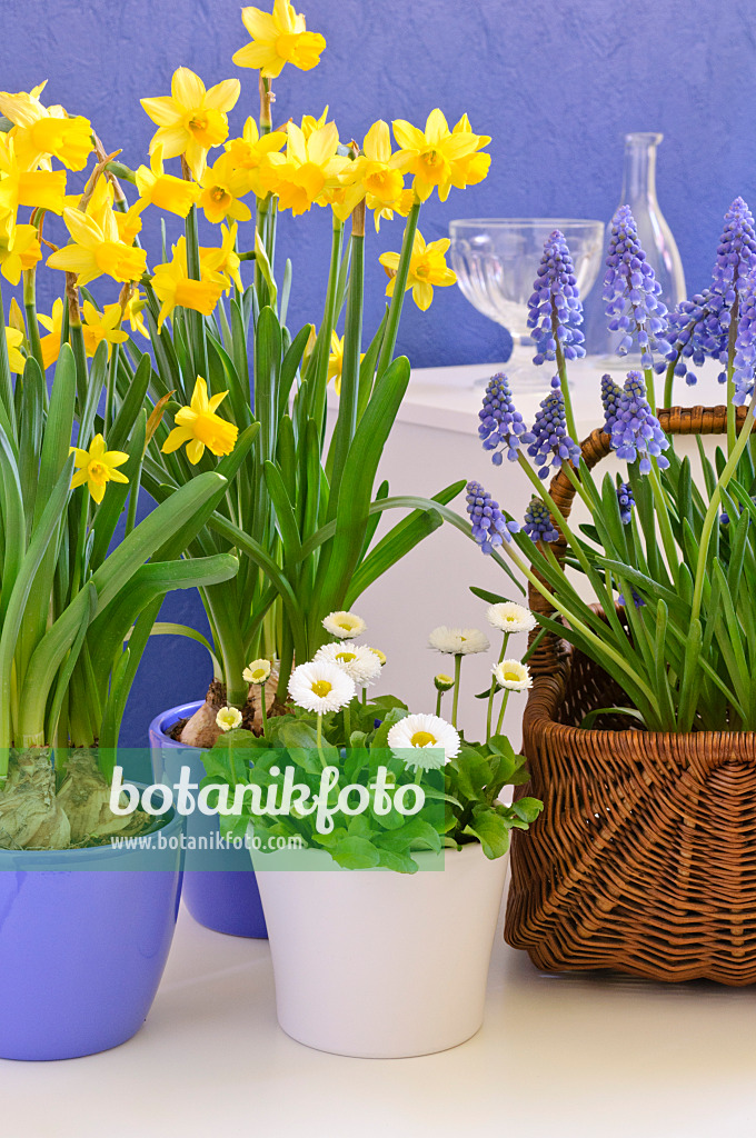 471150 - Cyclamen-flowered daffodil (Narcissus cyclamineus 'Tête à Tête'), Armenian grape hyacinth (Muscari armeniacum) and common daisy (Bellis perennis)