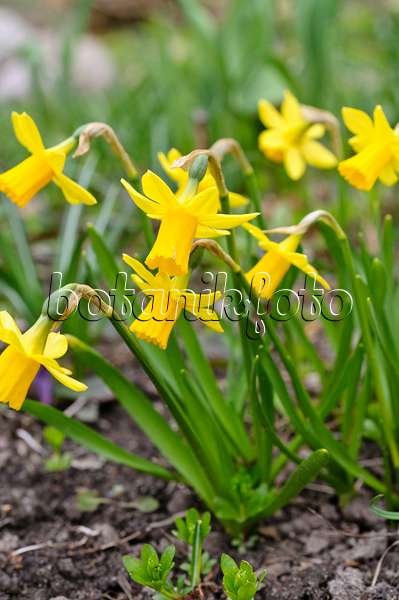 483100 - Cyclamen-flowered daffodil (Narcissus cyclamineus)
