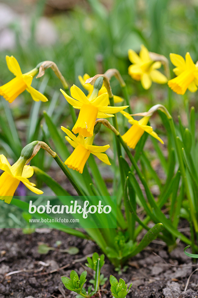 483100 - Cyclamen-flowered daffodil (Narcissus cyclamineus)